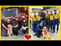 Golden retriever tiene el trabajo más tierno en el cuerpo de bomberos 💚