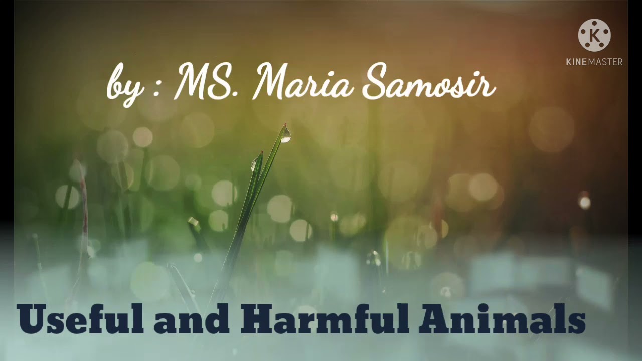 Useful and Harmful Animals - YouTube