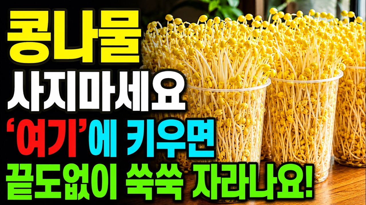 앞으로 콩나물은 사지말고 이곳 키우면 끝 ! 물만 주면 일년 내내 평생 무한리필 됩니다! 5분이면 만드는 초간단 콩나물잡채 간단한 반찬 레시피도 보고 가세요!
