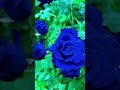BLUE ROSE mp3