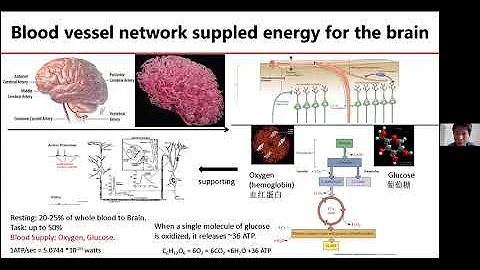 Human Brain Energetic Connectome Based on Neuropil Distribution