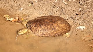Spitting Spiny Softshell