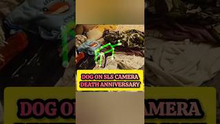 SPIRIT DOG ON SLS CAMERA 2 WEEK ANNIVERSARY