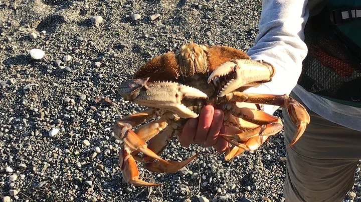 Camano Island Crabbing