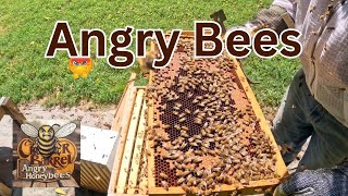 Angry Honeybees in August | They Sting
Well, it has been almost 2 weeks after the bees ran me out of the yard, and I was back to try and do some inspections. It gets hairy with a few.
Thanks for watching. Like & Subscribe to follow the Journey,
Brian
Website: castlehives.com
Join this channel to get access to perks:
https://www.youtube.com/channel/UCPEQQyeEozoYNX_itnGfo3g/join
Below are Links to some of the Equipment and Products that I use in the Apiary at Castle Hives. Looking for the best wax dipped boxes on the market, try Wax Dipped Boxes from Natures Image Farm. Look no further than Lorob Bees for your Vaporizer, amazing customer service and products. Looking for a supplement, try Hive Alive. The number 1 rated supplement. Use code BRIAN10 to get 10% off HiveAlive supplement and HiveAlive fondant. Looking for an Insulated Hive, look no further than Apimaye.
Lorob Bees Vaporizer: VCRVT23G to save 5%
Hive Alive: Code BRIAN10 to save 10%
Apimaye Insulated Bee Hives: https://apimayeusa.com/CastleHives
Wax Dipped Boxes: https://www.naturesimagefarm.com/castlehives
Timeline:
0:00 - Intro
0:21 - Plan
1:19 - Front Row Inspections
6:24 - Back Row Inspections
10:09 - Recap
Equipment Used to Film:
GoPro Hero 12 Black with DJI Mic
Edited with Final Cut Pro X
Tags:
#beekeeping #ohiobeekeeping #beekeeper #ohiobeekeeper #honeyBees #CastleHives #hiveinspection #apimaye #hivealive #lorobbees #beekeeping2025 #bees #backyardbeekeeping #apiary #honey #beethelighthouse #beethechange #savethebees #beekeepingvlog
@jeffhorchoff @NaturesImageFarmGregBurns @MikeBarryBees @aCanadianBeekeepersBlog @brucesbees @628DirtRooster @YappyBeeman @JCsBees @BohemiaBees @whitehouseonthehill Angry Honeybees in August | They Sting