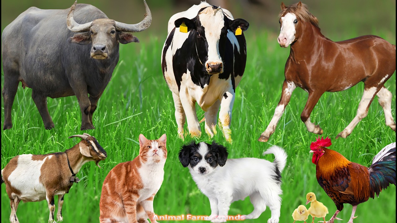 Happy Farm Animals: Goat, Sheep, Cow, Horse, Deer, Cat, Pig, Chicken, Rabbit – Animal Sounds