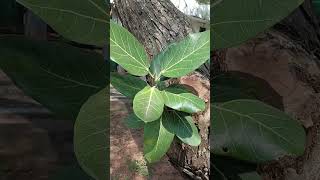 இப்பதாங்க இந்த மாதிரி நிகழ்வு பார்க்கிறேன் #naturelovers #trees #jipmer #thagaval