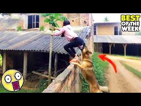 Try NOT to Laugh Challenge |😆 Top Funniest Videos of the Week |😅 Part 10