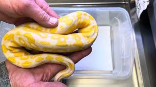 Famous BALL PYTHON HOLDBACKS and progress report. Profile