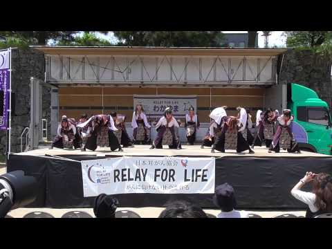 吉祥桜樹リレーフォーライフ2015