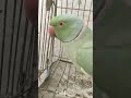 mithu attitude 😂😘😘😘😘 #talkingparot #funnyanimal #nonstoptalkingparrot #funnybird #funny #