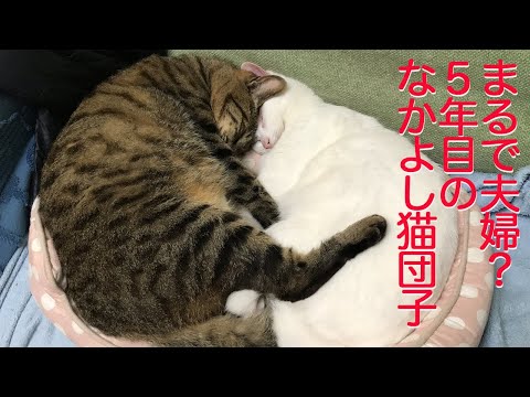 ウチューネコチャン、5年目のなかよし猫団子を披露する　The spacecat brothers cuddling