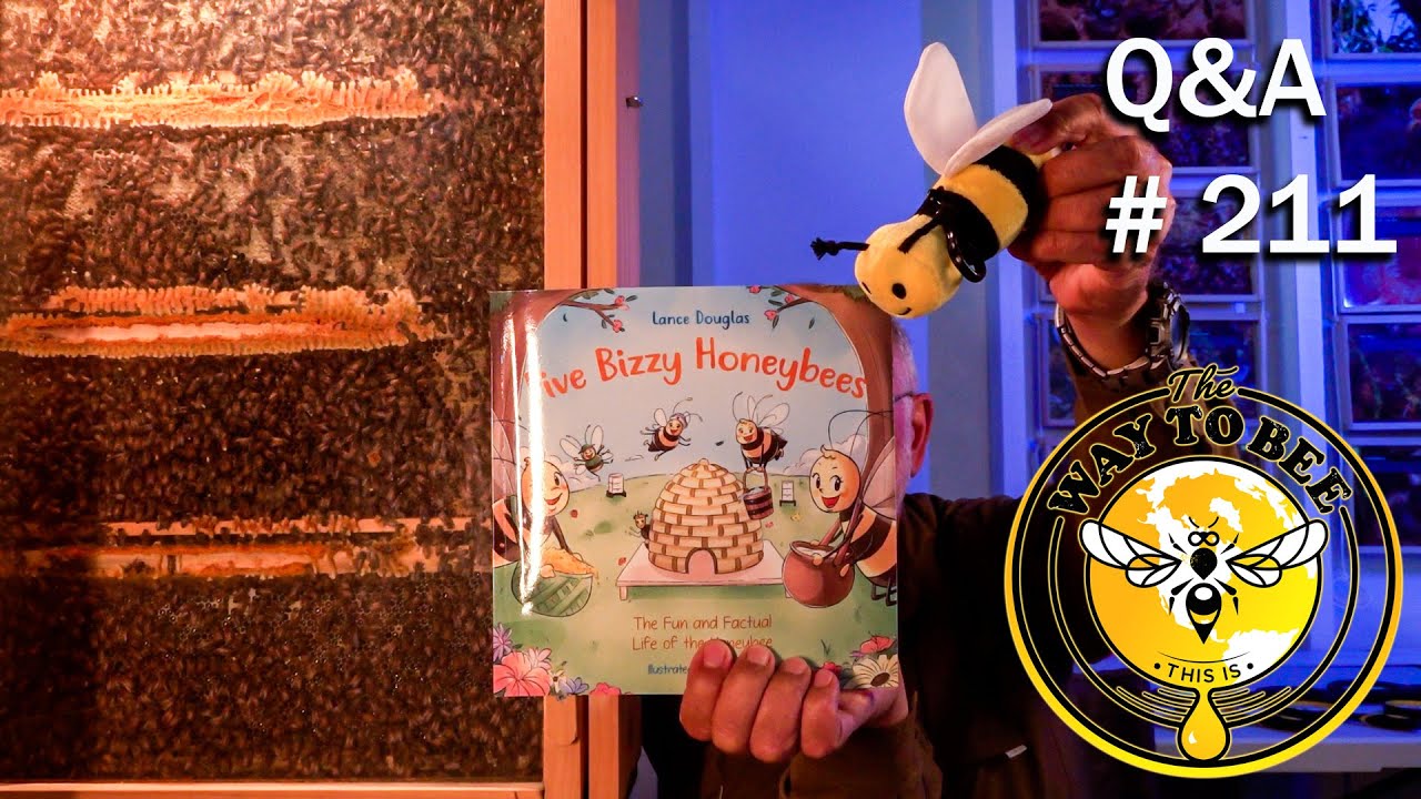 Backyard Beekeeping Questions and Answers Episode 211, queen not laying