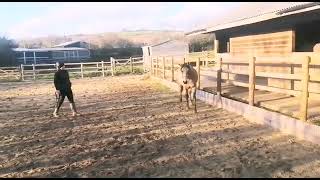 Quarter Horse x Connemara 2 year old Gelding - ad ref: 254177