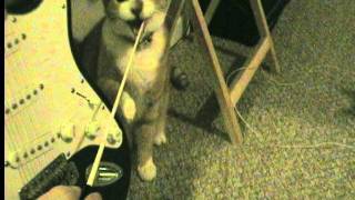 Silly Kitty Chokes Himself (Obi&#39;s Throat-stick)