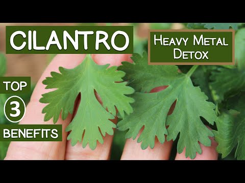 cilantro-heavy-metal-detox,-top-3-reasons-to-eat-or-juice-it