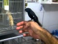 morichalero bicudo turko maturin