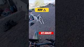 2 ANGRY HUSKIES VS E-BIKER! 👀 (💩myself!) #bikelife