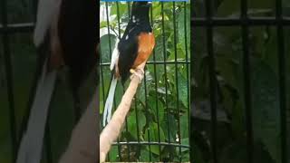 MANTAP BANGET MURAI BLOROK GACOR DOR #muraigacor #murai #muraibatu #muraibatugacor #burungmuraigacor