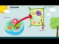 MITOKONDRIA, BADAN MIKRO, LISOSOM, SENTROSOM, PLASTIDA, VAKUOLA (Organel Sel Part. 2)