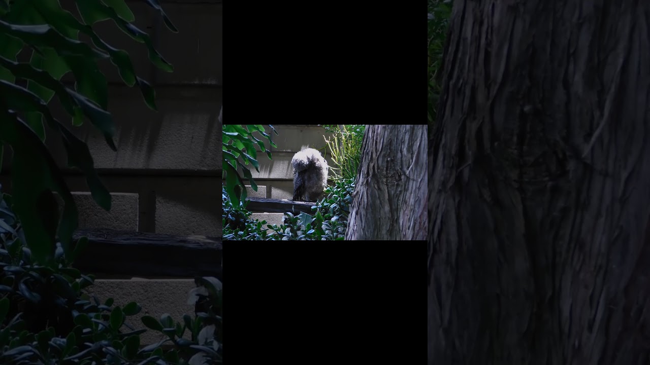 From fluff to feathers — and now full grooming 🦉✨ He’s learning fast