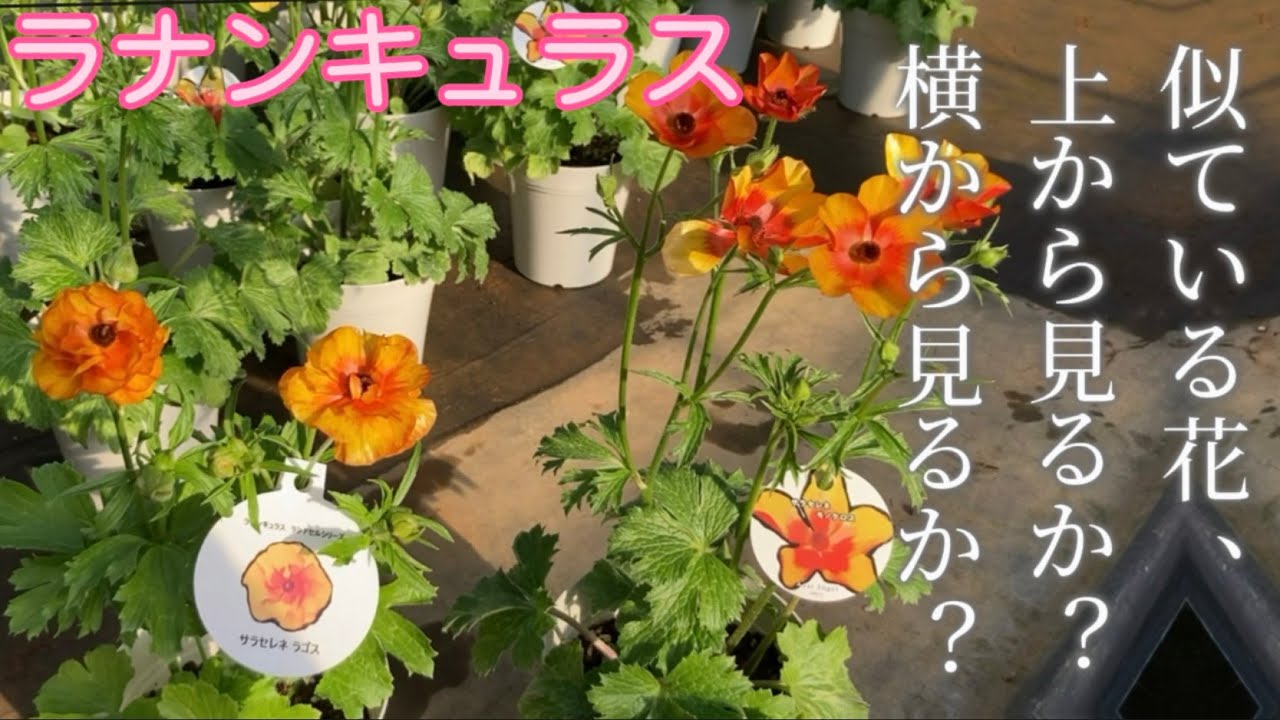 似た花 上から見るか横から見るか【ラナンキュラス】【園芸のぶ