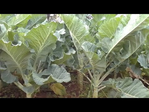 Why I Ll Always Grow Kales Sukuma Wiki Kilimo Cha Sukuma Wiki 