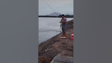 Cấu cá Tráp, Hanh ngày cuối Nước #fishing #shots @Dammecauca1