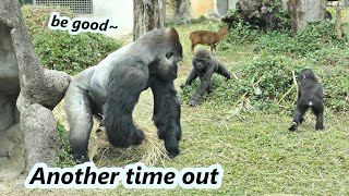 Part 2 : Gorilla daddy D'jeeco stop two sons' rough play again. / 小大猩猩爸爸又阻止兒子的激烈玩耍