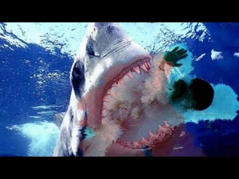 Video: Šunys Vandens Persekiojimo Ryklių Mokykloje Toli Nuo Kranto