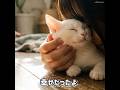 【MV】フルバージョンは関連動画をクリック！ #猫 #cat #mv #shorts