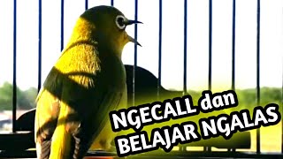 pleci ngecal dan belajar ngalas cocok buat pancingan pleci agar buka paruh.