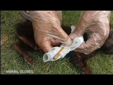 ვიდეო: როგორ გავაფორმოთ კატის მოტეხილი ფეხი (სურათებით)