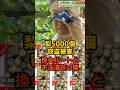 農業を潰す不法滞在と不正転売。梨大量盗難事件から見る社会の欠陥