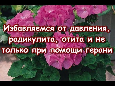 Избавляемся от давления, радикулита, отита и не только при помощи герани