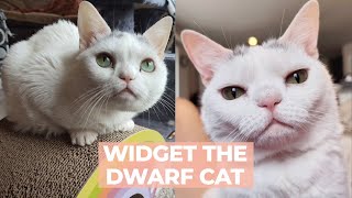 Dwarf Cat Is Obsessed With Pop Tarts | The Cat Chronicles by The Cat Chronicles  714 views 1 month ago 3 minutes, 22 seconds