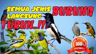 TERJAMIN..‼️SUARA PIKAT SEMUA JENIS BURUNG || TAK ADA YANG LOLOS.‼️#birds #birdsounds #pikatanburung