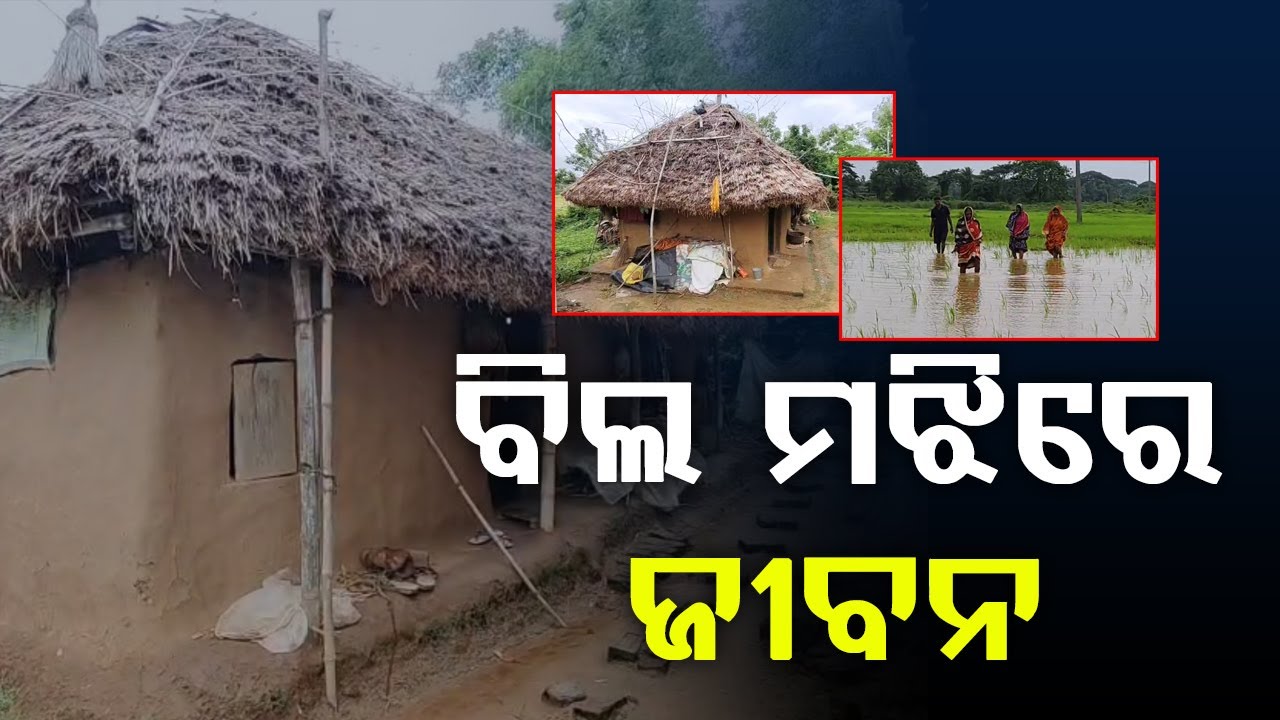ବିଲ ମଝିରେ ଜୀବନ || Patakura || BADA KHABAR TV