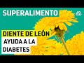 Súper alimentos: Cómo el Diente de león ayuda a la diabetes