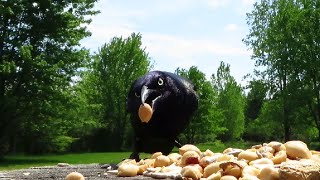 Grackles and woodpeckers coming by for lunch