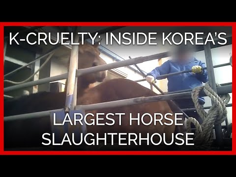 K-Cruelty: PETA Investigation Inside Korea’s Largest Horse Slaughterhouse