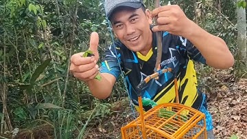 mikat burung di pedalaman hutan Riau,dua ekor cucak ijo mini super!!!
