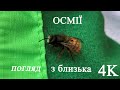 Бджоли осмії активно запилюють жимолость. Кадри зблизька.