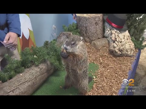 Wideo: Groundhog Punxsutawney Phil nie ma nic na temat tych 7 prognozujących zwierząt