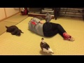 カワウソ劇場 それでも寝る強者part2