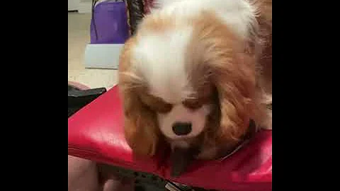 Video 3262981: siamese cat bathing, cat cleaning