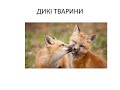 ОЗНАЙОМЛЕННЯ З ПРИРОДОЮ ДИКІ ТВАРИНИ mp3