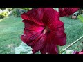 How To Grow Hollyhocks from Seed - Seed to Flowers