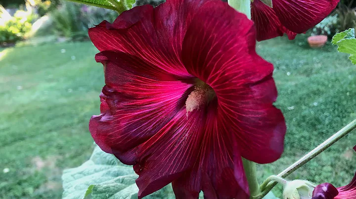 How To Grow Hollyhocks from Seed - Seed to Flowers - DayDayNews