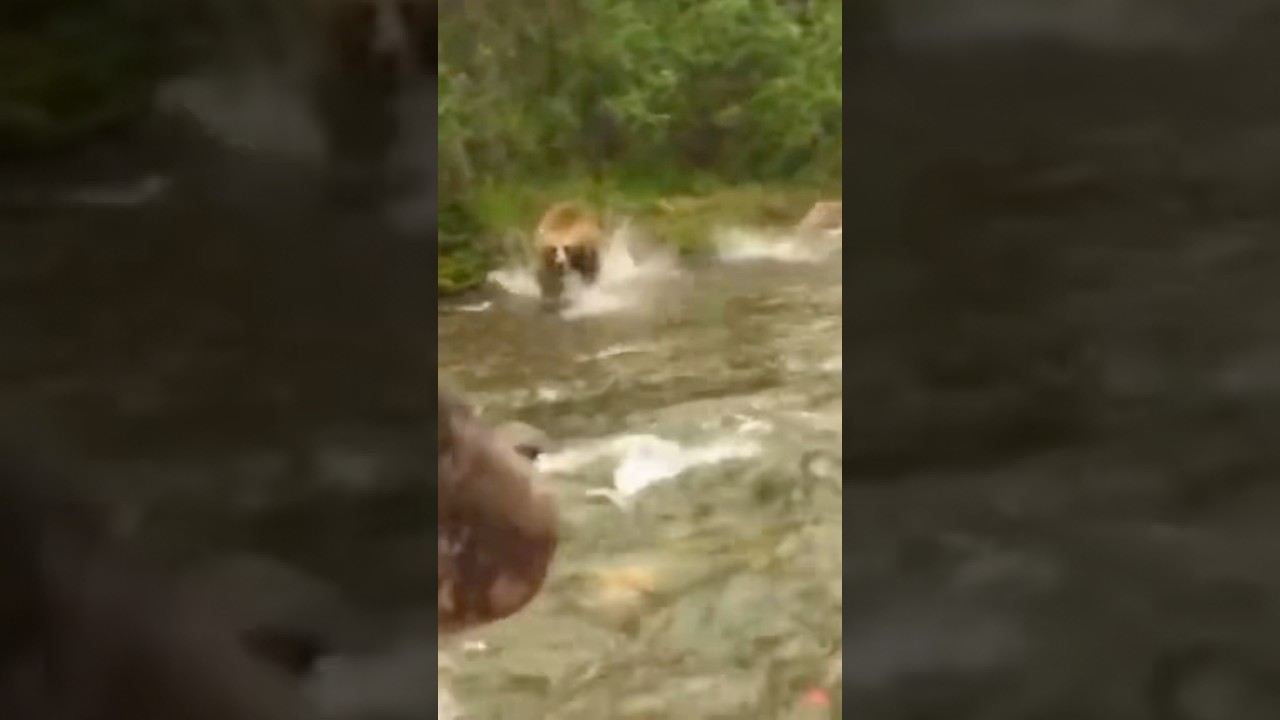 Charging Grizzly… what are you doing in this situation!?